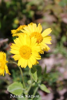 Wild sunflower
روچ گوارچُک
Roch gowarchok
