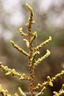 Suaeda aegyptiaca
سیمسُور
Simsor
سمسور کسانین بوُٹگ ء کہ گیشتر ماں سُوراگیں جاہاں رودیت - اشیے تاک نلُک انت چہ آپا پُر انت - وھدے کہ کسان بیت گُڈا مردم اشیا چوُ سلادے پیما ورنت ء - کمّے سُور تام انت بلے وراگ ء وش انت ۔ ادا اے سمسور پیر انت وراگی نہ انت ۔
