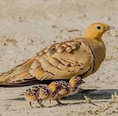 chestnut-bellied Sandgrouse and checks

لکرک ۔کٹنگرءُ چُرو
Lekerik or katangar o Choro
لکرک یک میانی بالی مرگے کہ نیم کیلو آیے تور انت - بلوچستان ء ڈلپادیں ریکپادیں او بندگاہاں ترّ و تاب کنت - لکرک روچے یک رندے آپ کنت ، زمستان ء سہبے 10 چی 11 بلے گرماگ ء سہب ءِ 9 چہ 10 ء کوراں شیپاں بندگاہانی کابیلاں آپ کنت - آپ ء روگے وھدا ایشانی یک ٹولی یکجاہ بیت او آپ کنگا روت - آواز ہم دےان انت - لکرک ڈولداریں مرگے
